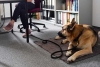 ¡De pelos! Gobierno de Puebla ya tiene su primera dependencia pet friendly