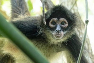 El Zoológico de St. Louis tomó la decisión de ofrecerles cuidados especializados