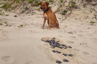 Suave labor; conoce a “Solovino”, el perrito que protege a las tortugas de Playa Miramar