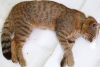 El gato-zorro, la nueva especie felina que investigadores franceses creen haber descubierto