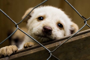 ¡Ojito, Toluca! Ciudad italiana reducirá los impuestos a quienes adopten perritos abandonados