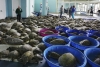 Texanos rescatan tortugas desorientadas por el frío
