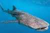 Hallan microplástico en la piel de tiburones ballena