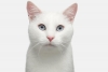 Mascotas albinas: ¿qué riesgos hay detrás de su distintivo color blanco?