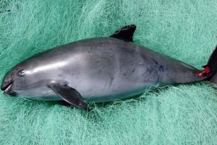 ¡Atención! México recibe ultimátum para proteger a la vaquita marina