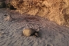 Rescatistas denuncian el atropellamiento de tortugas en playa de Sonora