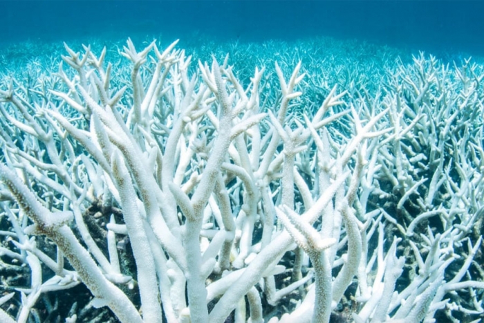 Síndrome blanco: la enfermedad que devasta la sublime diversidad del Caribe mexicano