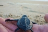 Marea roja causa mortandad de tortugas en Oaxaca