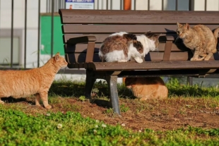 Denominados como omagari neko o kagi neko, estos felinos trascendieron su singularidad física