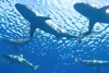 En extinción 37% de todas las especies de tiburones