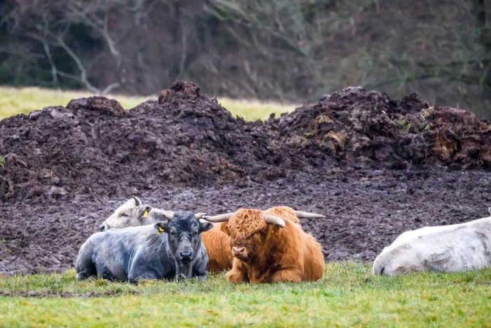 Vacas azules: la pintoresca raza que se ha salvado de la extinción