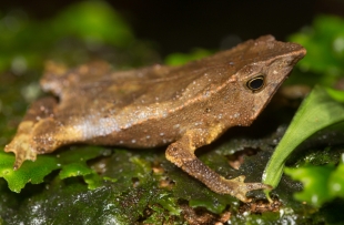 Rhinella festae: El sapo que volvió a croar un siglo después