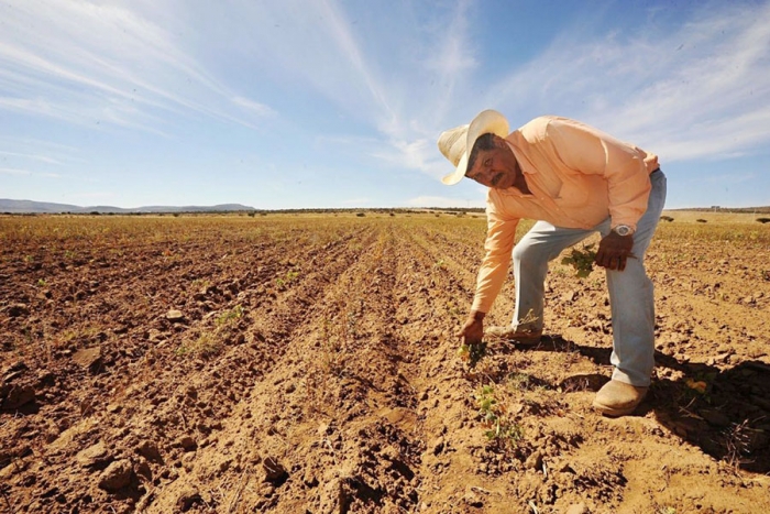 En quiebra campo mexiquense, exigen pago por Alta Productividad