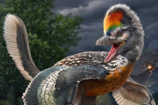 Fujianvenator, el valioso fósil que sería el eslabón entre dinosaurios y aves