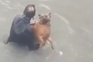 Hombre se lanza al mar para rescatar a un perrito que se ahogaba