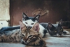 ¡Crisis en Reino Unido! Aumenta 30% el abandono de gatos
