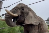 “No son personas”: Tribunal bloquea la libertad de cinco elefantes de un Zoo