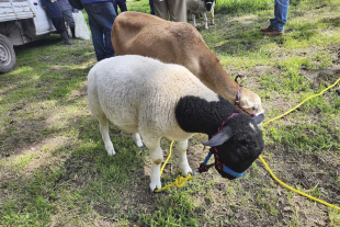 Nuestro país se une al selecto grupo de 5 países latinoamericanos que han podido clonar animales.