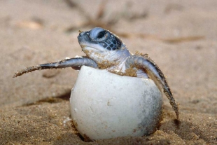 #RescatemosBacocho: Proyecto habitacional amenaza el hábitat de tortugas marinas