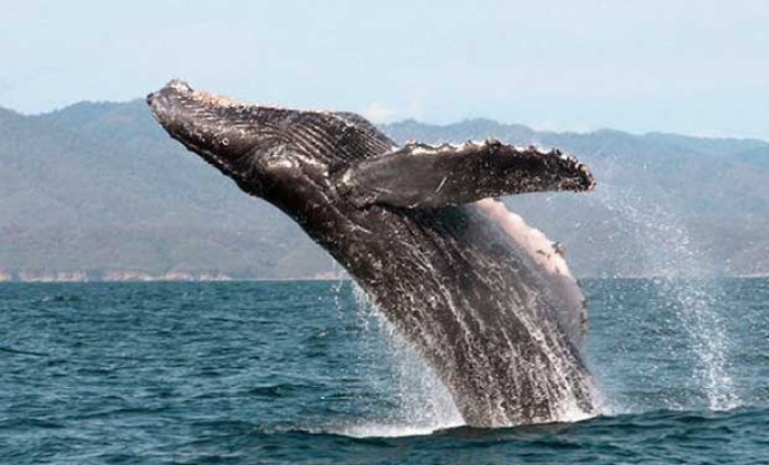 Comienza el arribo de ballenas grises a la laguna ojo de liebre