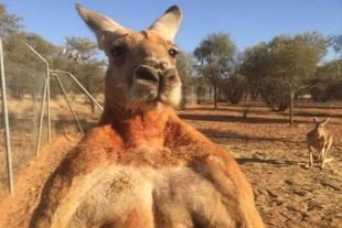 ¡Era su mascota! Por primera vez en 86 años, canguro mata a un hombre en Australia