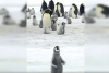 Miles de pingüinos bebé murieron ahogados a causa del cambio climático