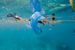 Durante la primavera de 2024, la temperatura global media de la superficie marina estableció un récord de 21 grados centígrados