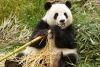 ¡Wow! Revelan que los pandas desarrollaron un dedo extra para comer bambú