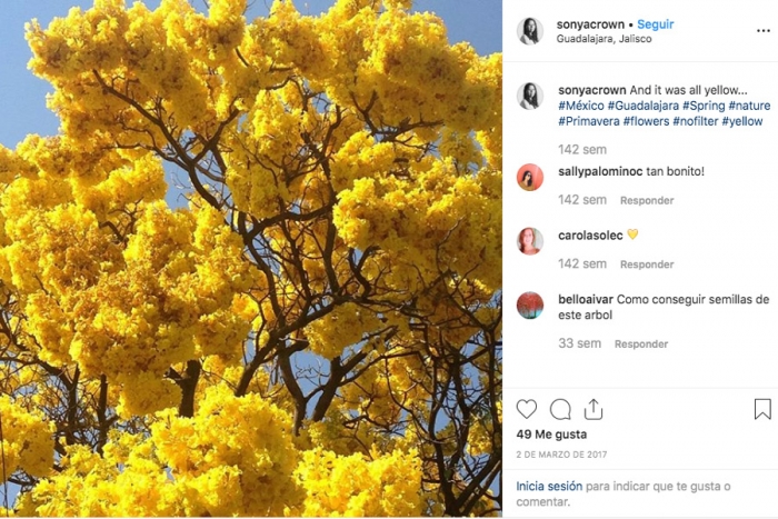 El árbol que colorea de rosa y amarillo la primavera en México