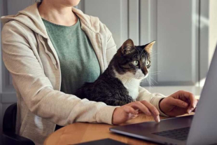 Este crecimiento se traducirá en una explosión de aplicaciones que permitirán agendar paseos con seguimiento por GPS