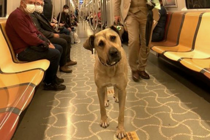 Conoce a “Boji”, el perro callejero más famoso del transporte público de Turquía