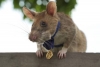 Rata gigante gana medalla de oro... por salvar vidas