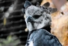 ¡Buenas nuevas! Avistan una águila arpía en Chiapas tras décadas de ausencia