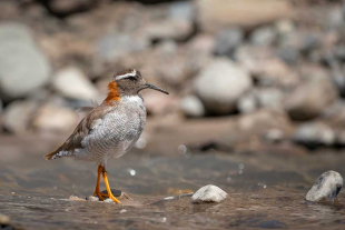 &quot;1,000 Genomas” ya ha secuenciado 50 de las mil especies que quieren alcanzar