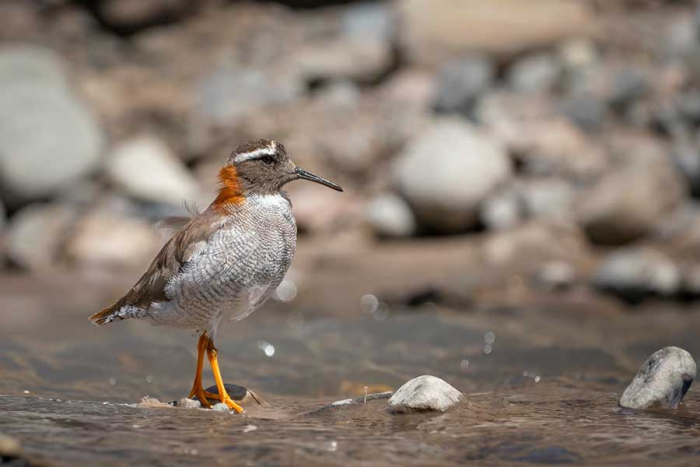 "1,000 Genomas” ya ha secuenciado 50 de las mil especies que quieren alcanzar