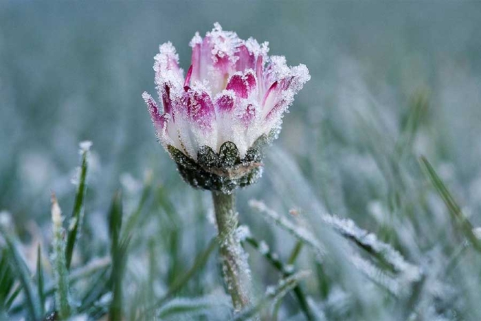 Flores creciendo en la Antártida: una señal que preocupa a los científicos