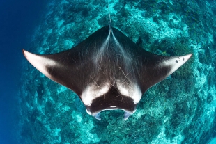 Tiburones y rayas en peligro: han disminuido un 70% en los últimos 50 años