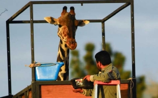 ¡Por fin! Jirafa Benito ya va rumbo a Africam Safari en Puebla