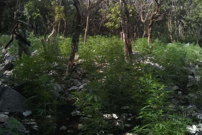 Destruyen cultivo de marihuana en Zumpango