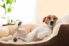 ¡Evita infecciones y enfermedades! Así debes limpiar la cama del perro