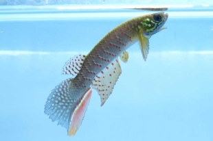 Hallan en Bolivia una nueva especie de pez que ¡sobrevive fuera del agua!