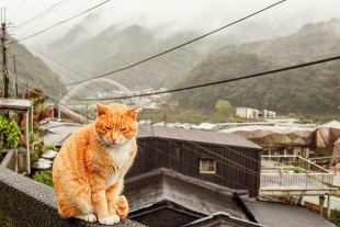 Esta pequeña localidad se encuentra habitada por alrededor de 200 gatos callejeros,