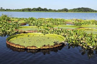 “El Pantanal”, el humedal más extenso del planeta, está comenzando a secarse