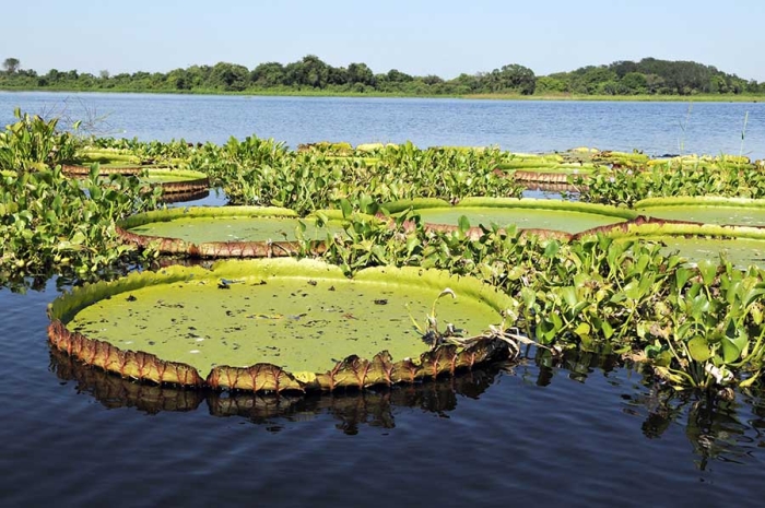 “El Pantanal”, el humedal más extenso del planeta, está comenzando a secarse