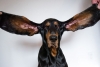 Perrita rompe el Récord Guinness de las orejas más largas del mundo