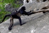 Monos araña velan por su cría en Chiapas