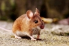 Encuentran ratón que puede vivir en condiciones extremas