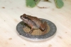 ¡Del tamaño de una moneda! Descubren 6 nuevas especies de ranas mexicanas