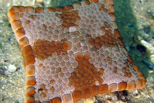 Una estrella de mar cuadrada