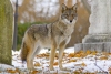Un coyote lleva un año viviendo en Central Park